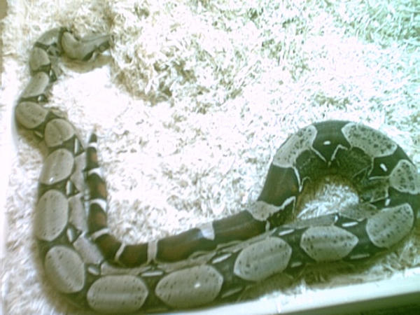 Male Peruvian redtail